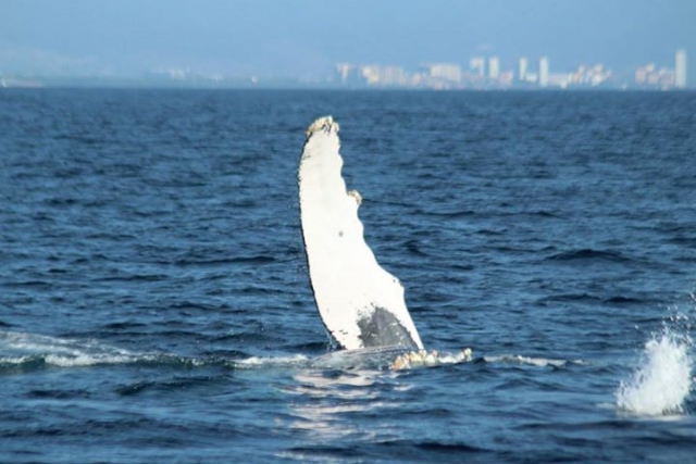 barbatanas de baleia
